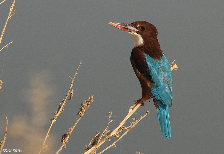   White-throated Kingfisher Halcyon smyrnensis , Beit Shean valley 14-10-10 Lior Kislev 
